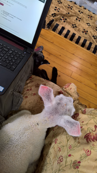 Illustration for article titled Lambs in the house...